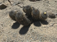 Copiapoa atacamensis