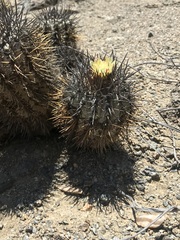 Copiapoa atacamensis