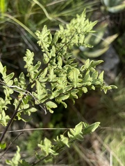 Cheilanthes viridis viridis