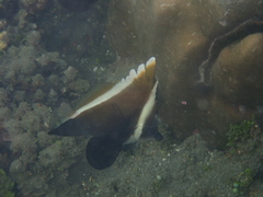 Heniochus varius