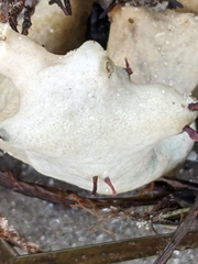 Halichondria panicea