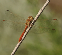 Sympetrum meridionale