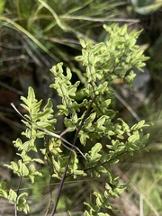 Cheilanthes viridis viridis