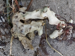 Halichondria panicea