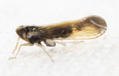 Tagosodes orizicolus