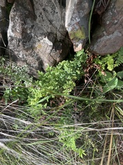 Cheilanthes viridis viridis