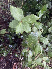 Quercus coccifera