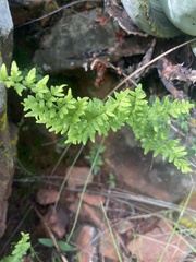Cheilanthes viridis viridis