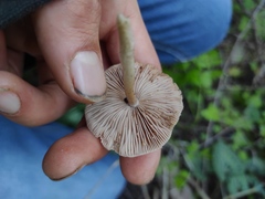 Coprinopsis melanthina