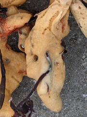 Halichondria panicea