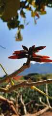 Erythrina americana