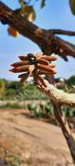 Erythrina americana