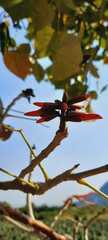 Erythrina americana