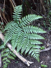 Diplazium laxifrons