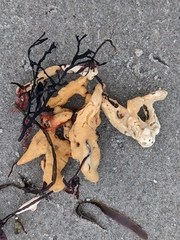 Halichondria panicea