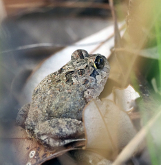 Platyplectrum ornatum