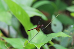 Erythrodiplax fervida