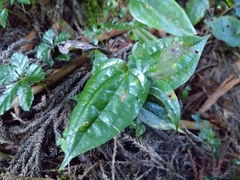 Tripterospermum taiwanense