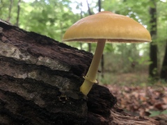 Pluteus mammillatus
