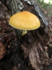 Pluteus mammillatus