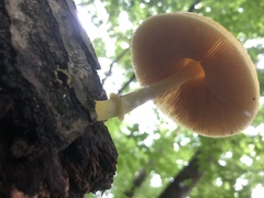 Pluteus mammillatus