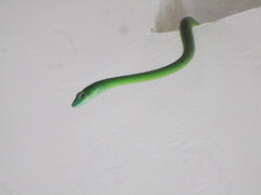 Philothamnus punctatus