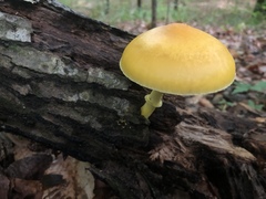 Pluteus mammillatus