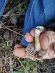 Inocybe