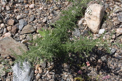 Indigofera heterotricha