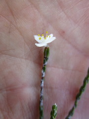 Lachnaea penicillata