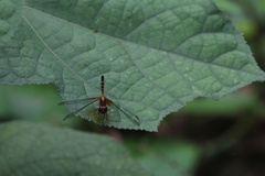 Erythrodiplax fervida