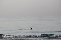 Tursiops truncatus