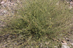 Jamesbrittenia canescens