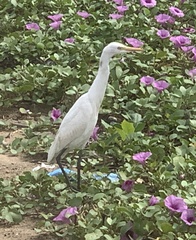 Bubulcus ibis