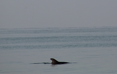 Tursiops truncatus