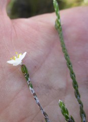 Lachnaea penicillata
