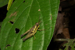 Ommatolampis perspicillata