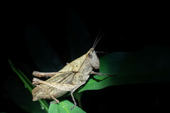 Colpolopha latipennis