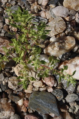 Forsskaolea