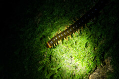 Scolopendra hermosa