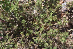 Forsskaolea