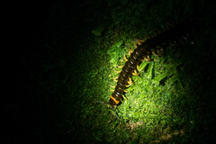 Scolopendra hermosa