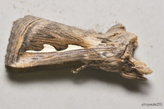 Didugua argentilinea