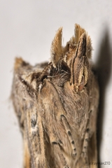 Didugua argentilinea