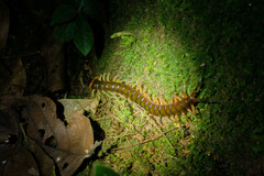 Scolopendra hermosa