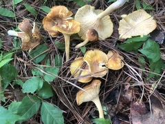 Cantharellus lewisii