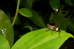 Conocephalus versicolor