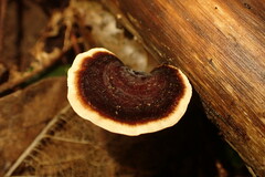 Ganoderma lucidum