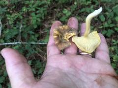 Cantharellus lewisii