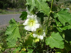 Alcea nudiflora